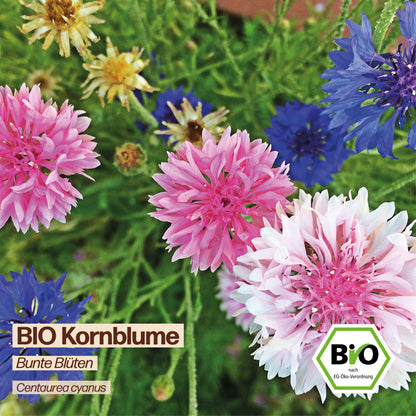 BIO Kornblume "Bunte Blüten"
