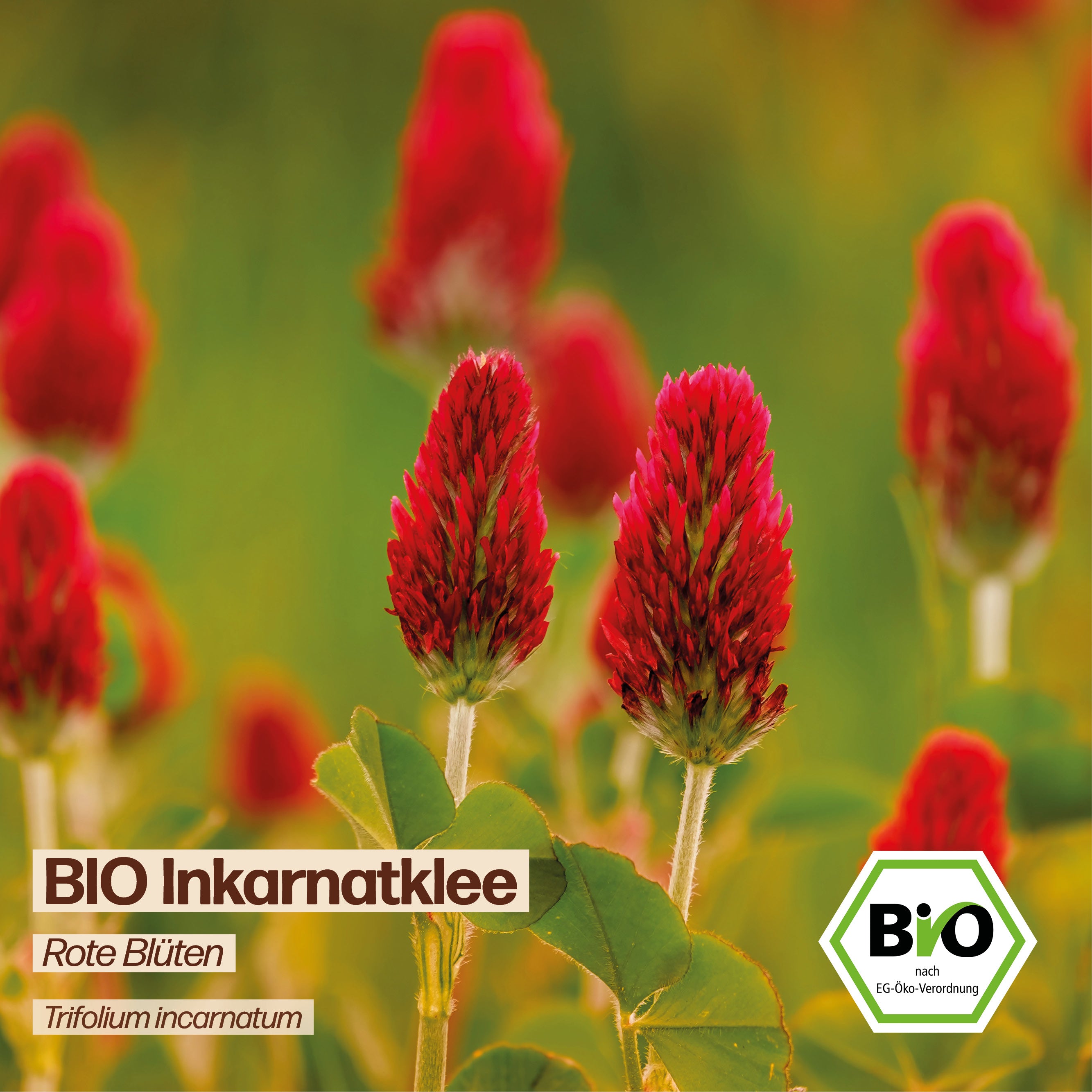 BIO Inkarnatklee "Gründünger"