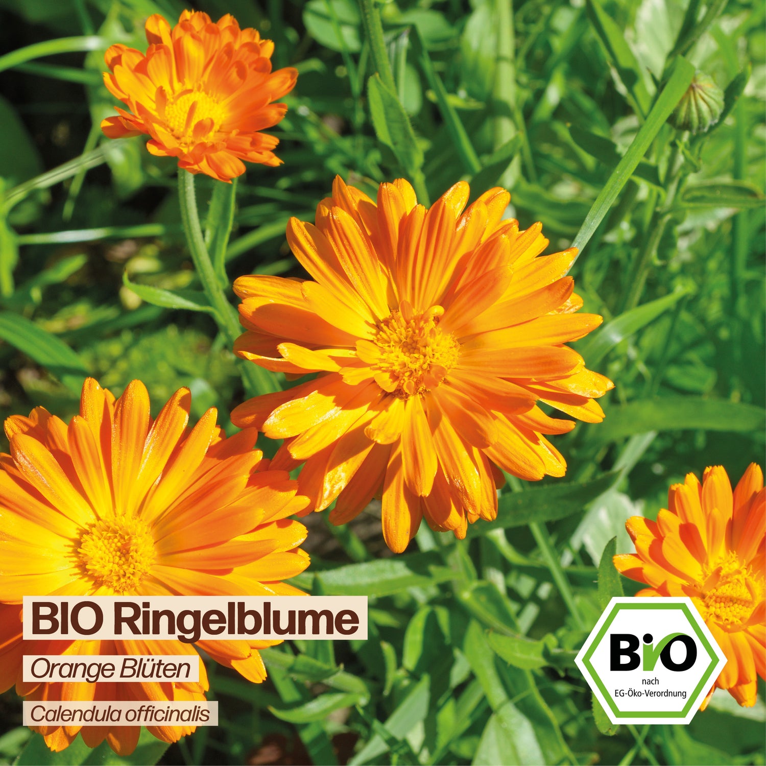 BIO Ringelblume "Wildblume"