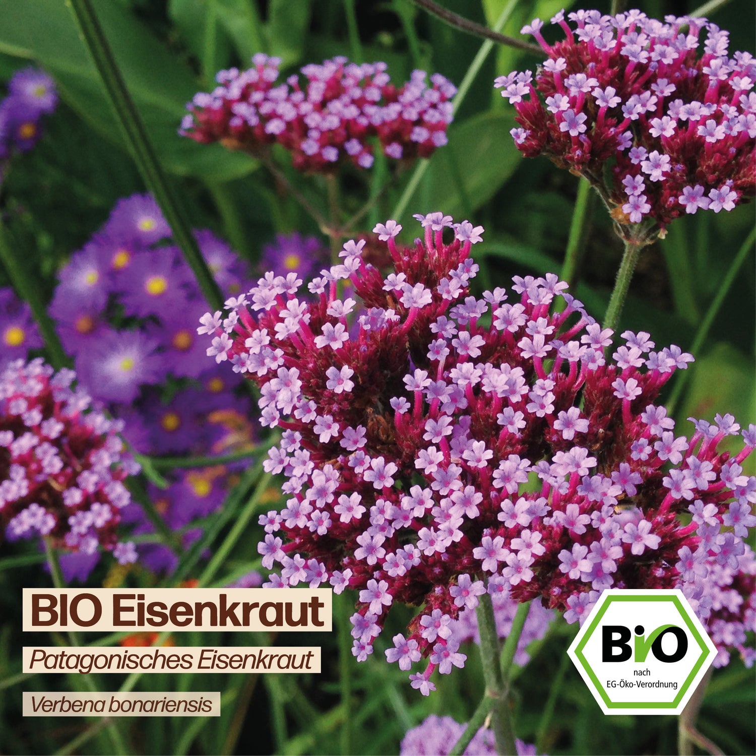 BIO Eisenkraut "Patagonisches Eisenkraut"