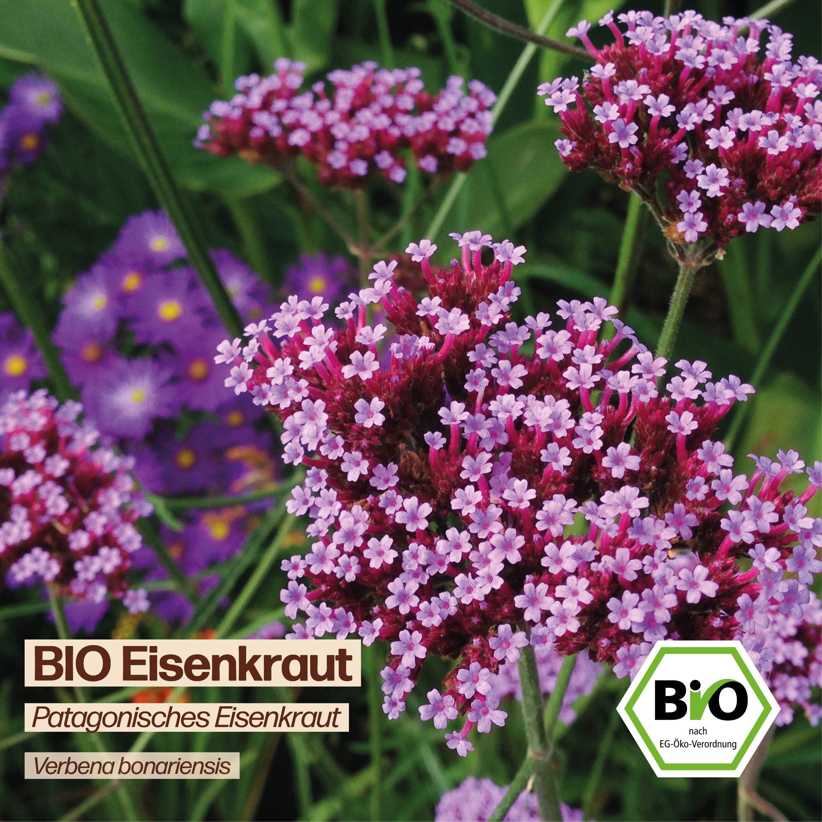 BIO Eisenkraut "Patagonisches Eisenkraut"
