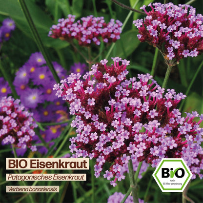BIO Eisenkraut "Patagonisches Eisenkraut"