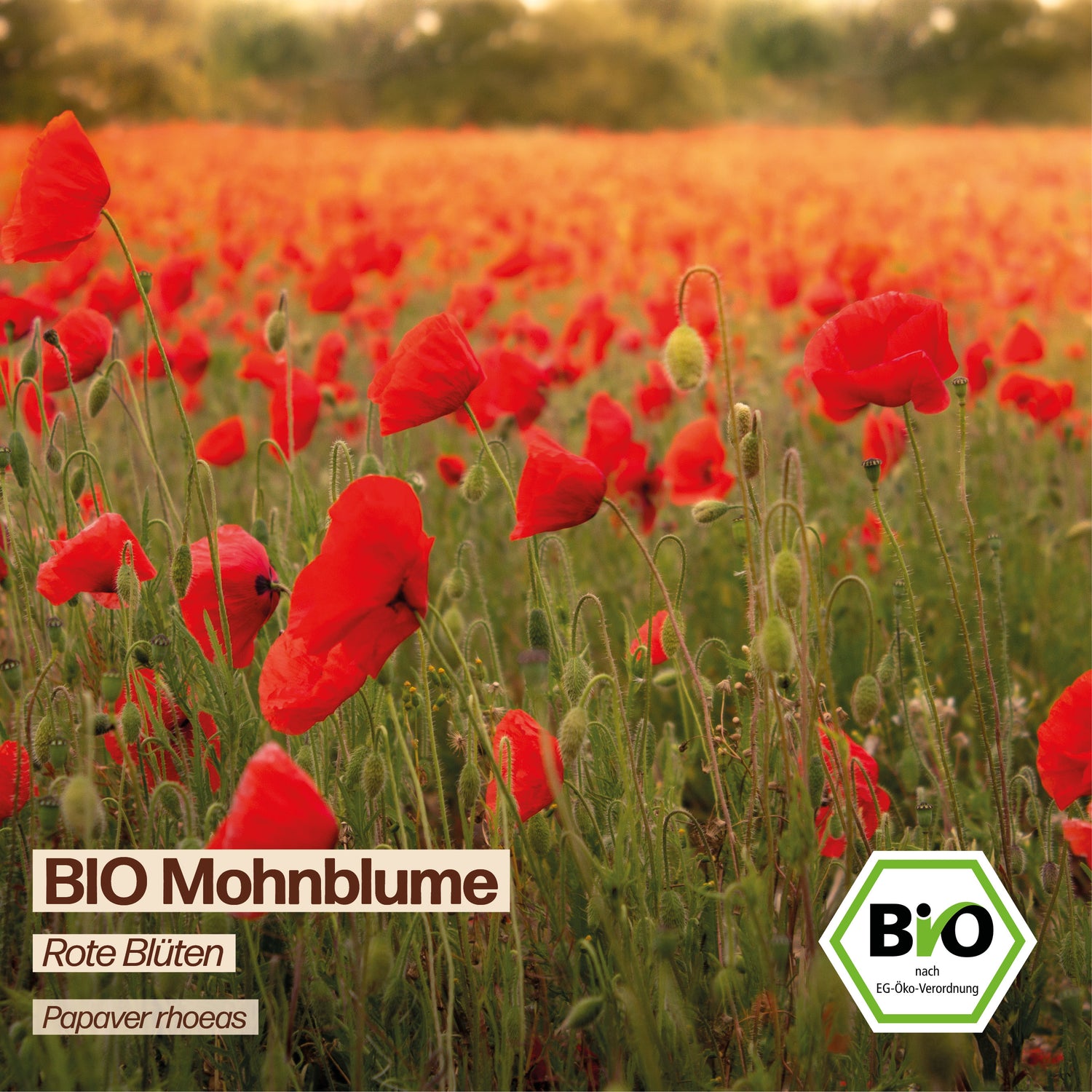 BIO Mohnblume "Klatschmohn"