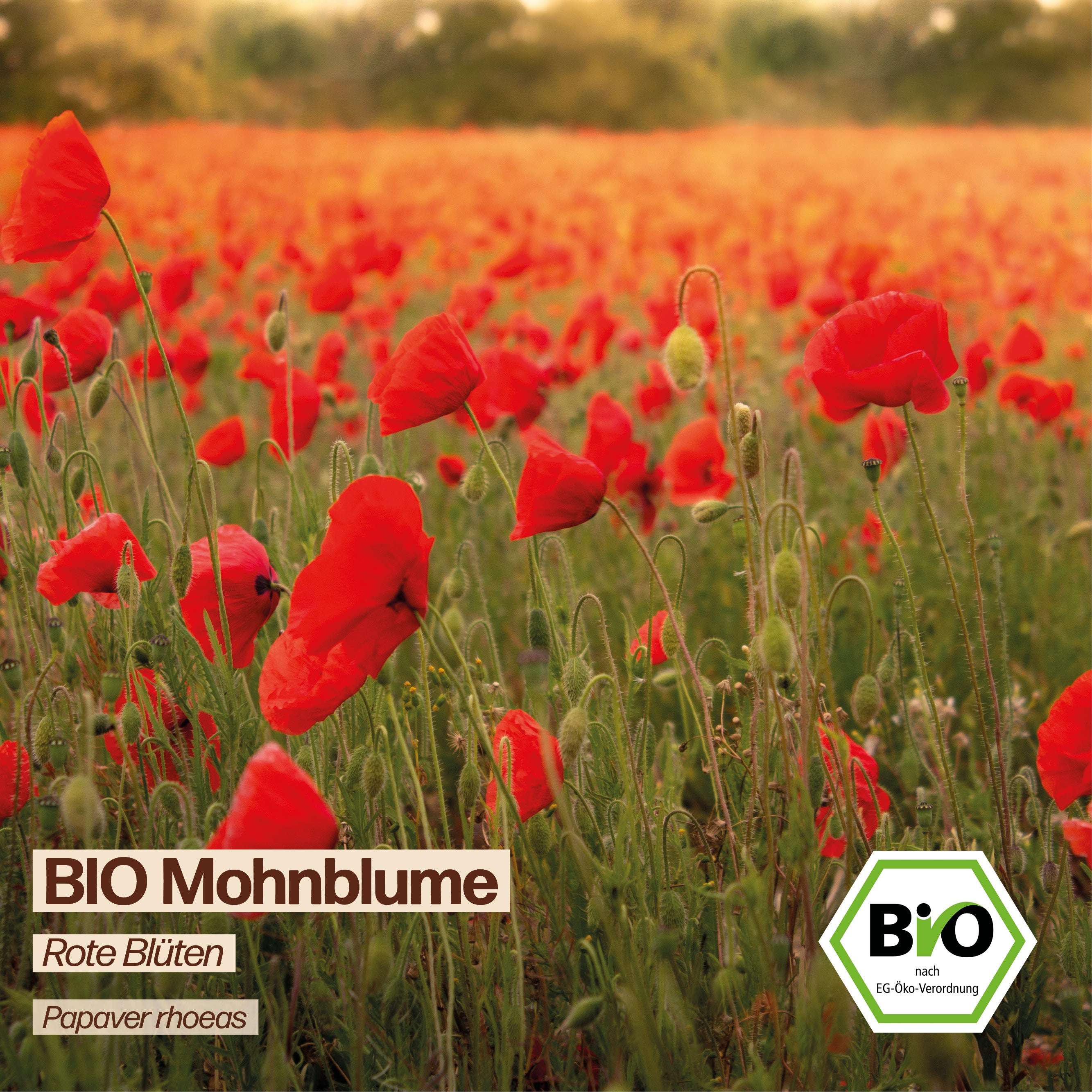 BIO Mohnblume "Klatschmohn"