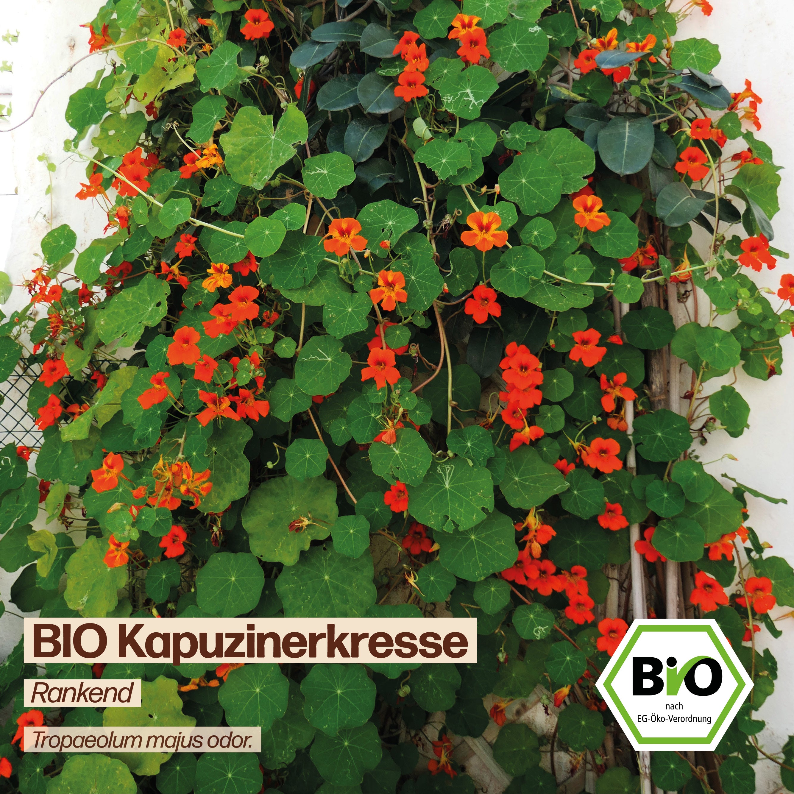 BIO Kapuzinerkresse "Rankend"