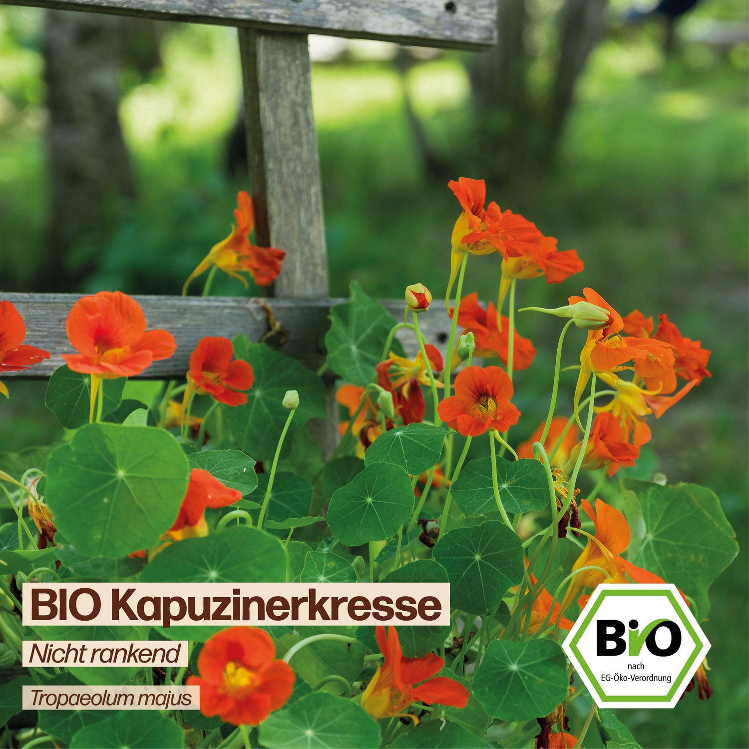 BIO Kapuzinerkresse "Nicht rankend"