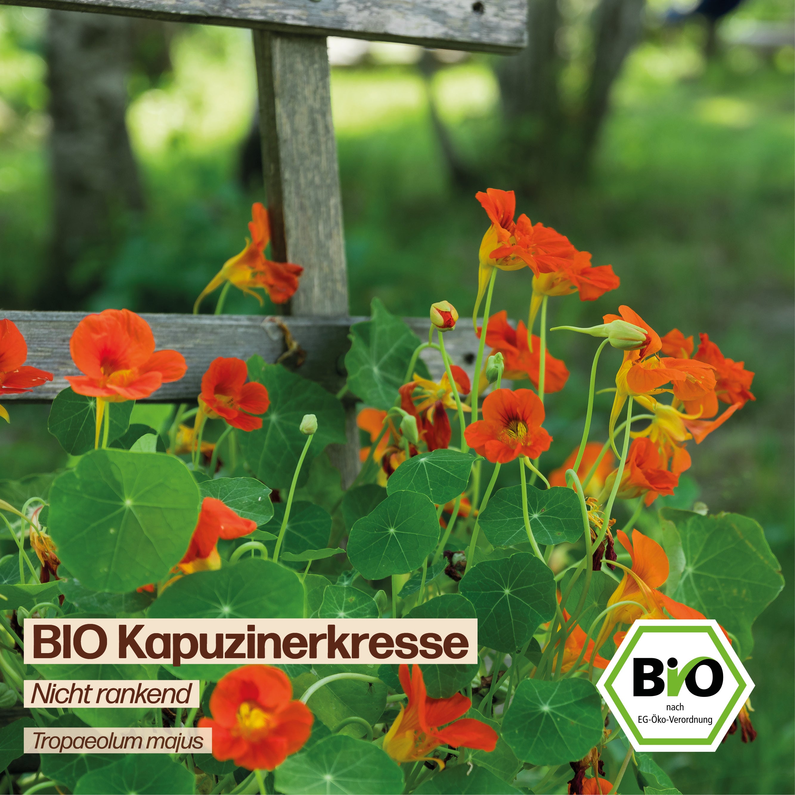 BIO Kapuzinerkresse "Nicht rankend"