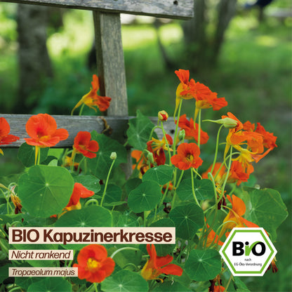 BIO Kapuzinerkresse "Nicht rankend"