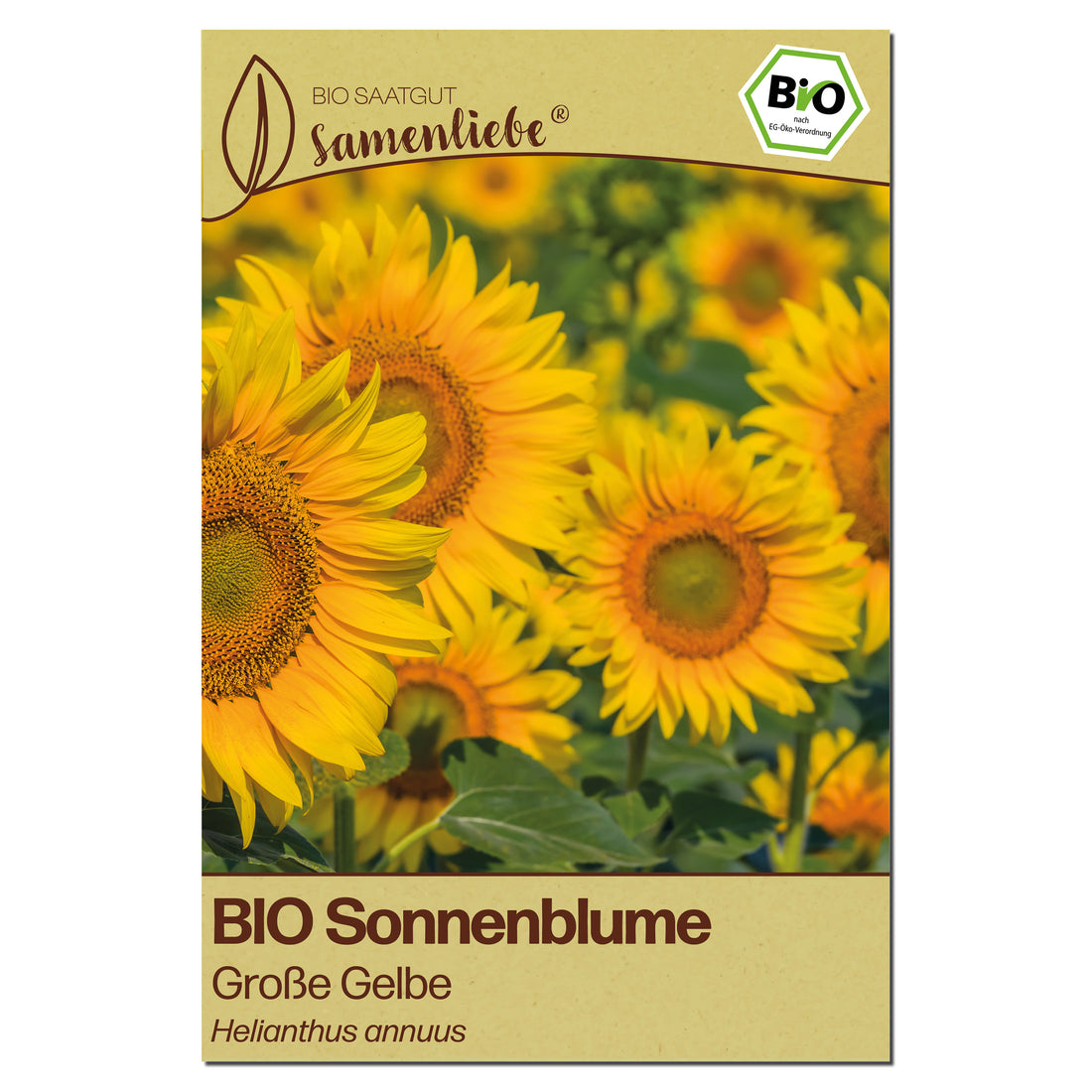BIO Sonnenblume "XL Sonnenblume"