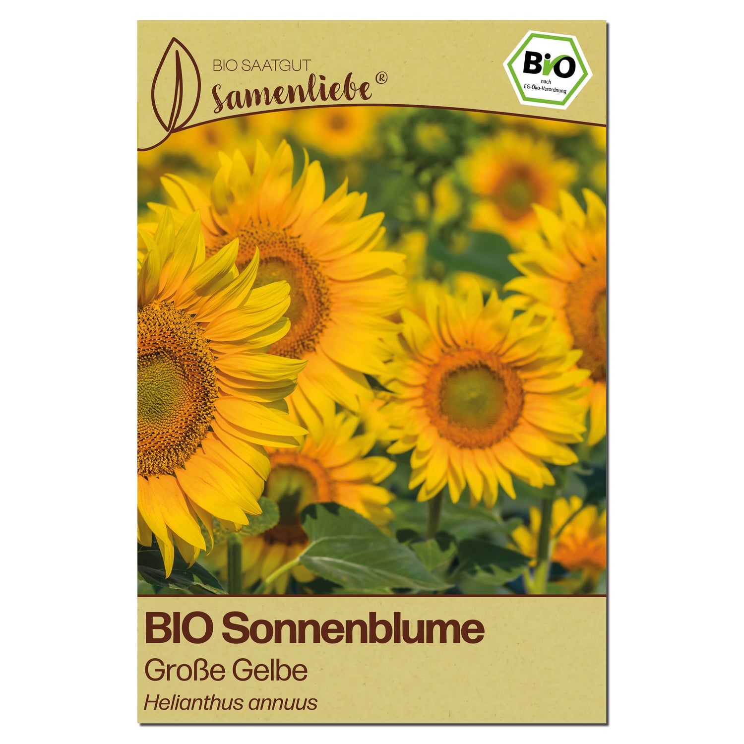 BIO Sonnenblume "XL Sonnenblume"