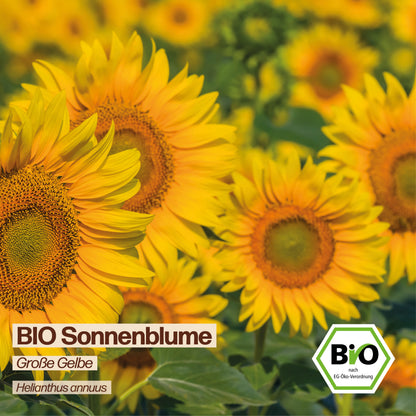 BIO Sonnenblume "XL Sonnenblume"