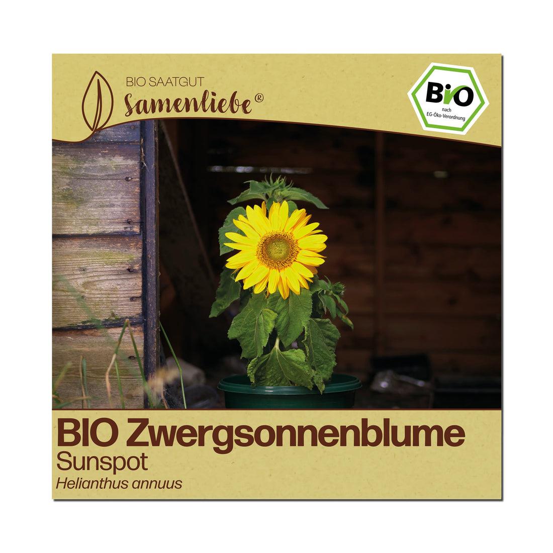 BIO Sonnenblume "Sunspot"