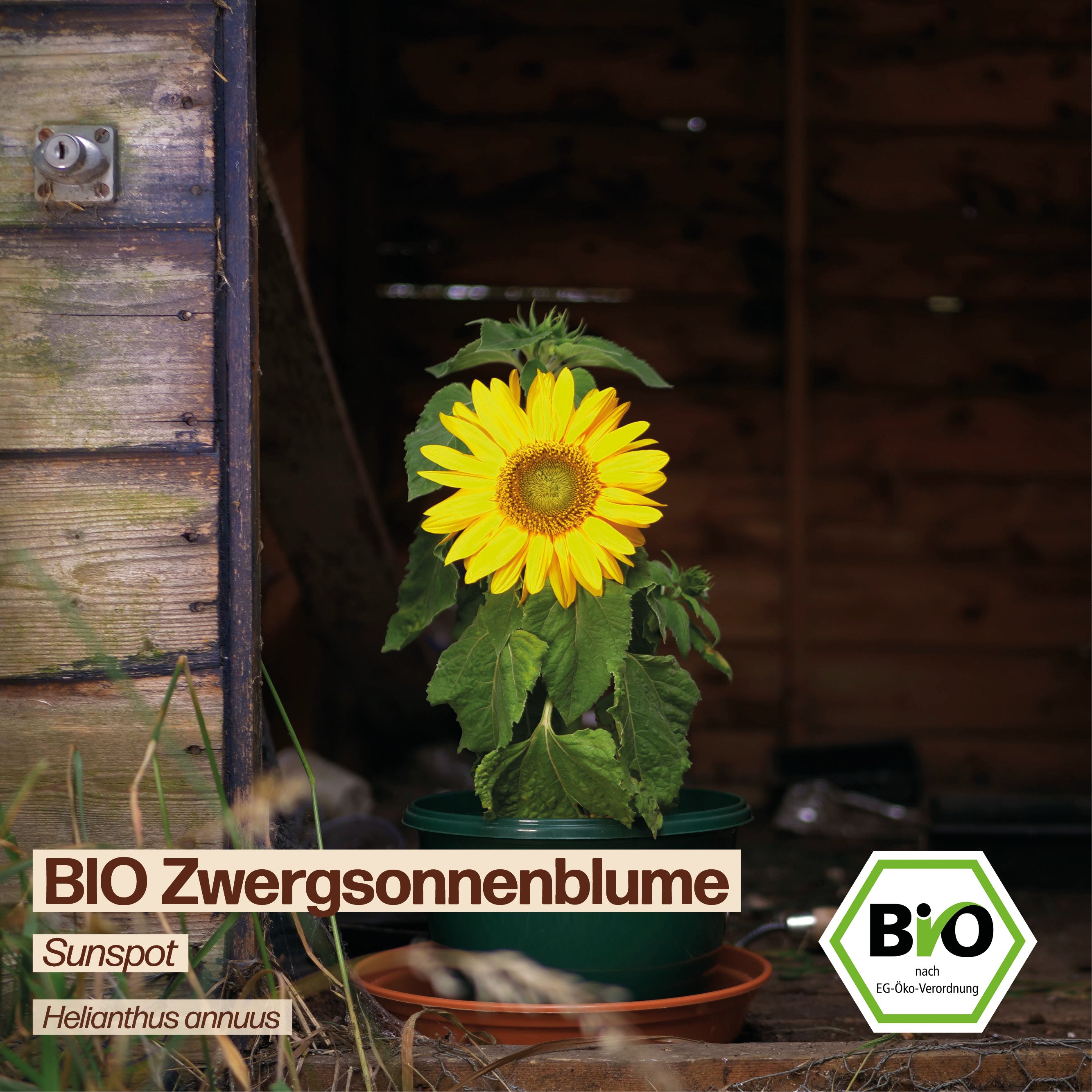 BIO Sonnenblume "Sunspot"