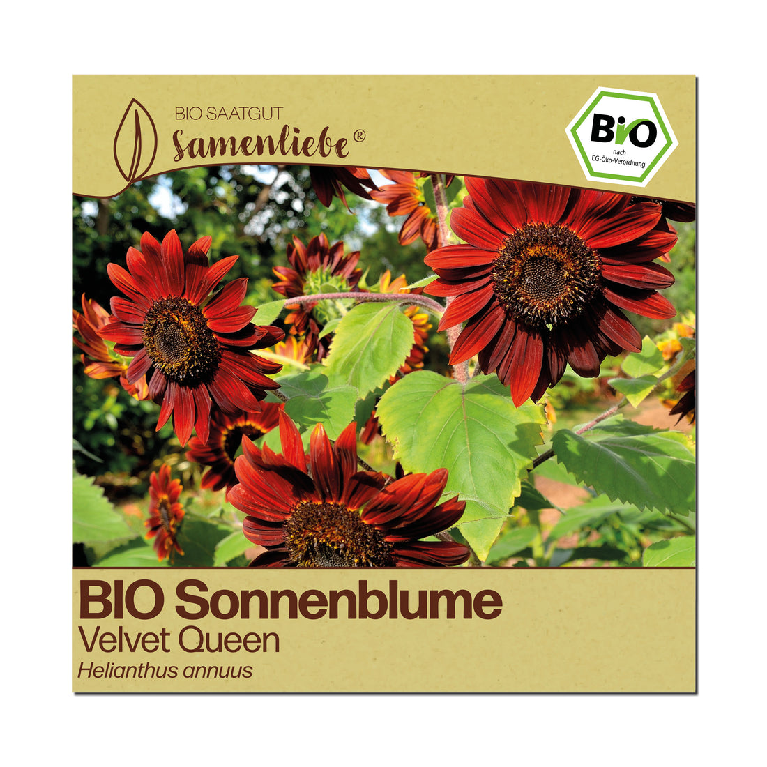 BIO Sonnenblume "Velvet Queen"