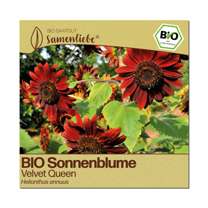 BIO Sonnenblume "Velvet Queen"