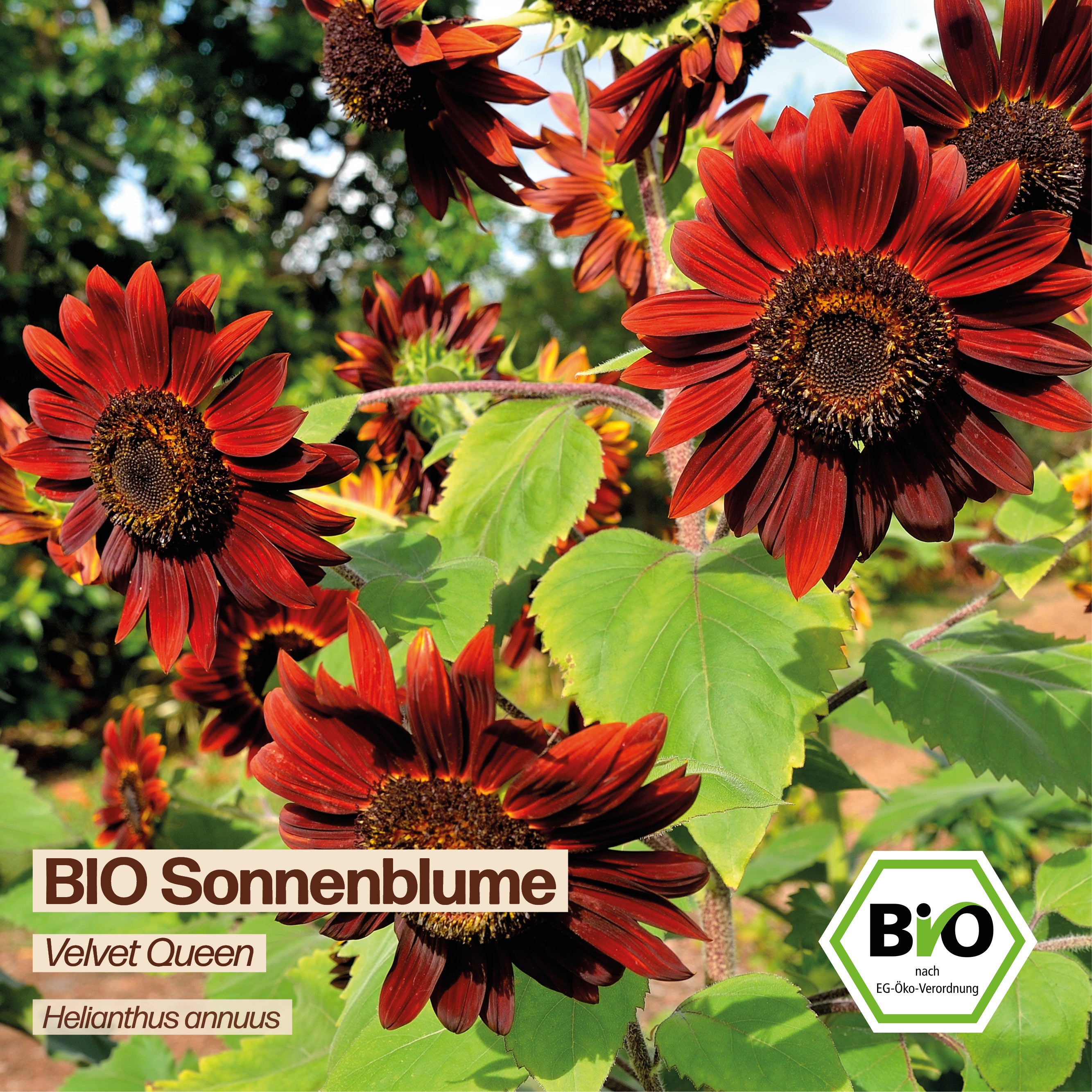 BIO Sonnenblume "Velvet Queen"