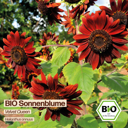 BIO Sonnenblume "Velvet Queen"