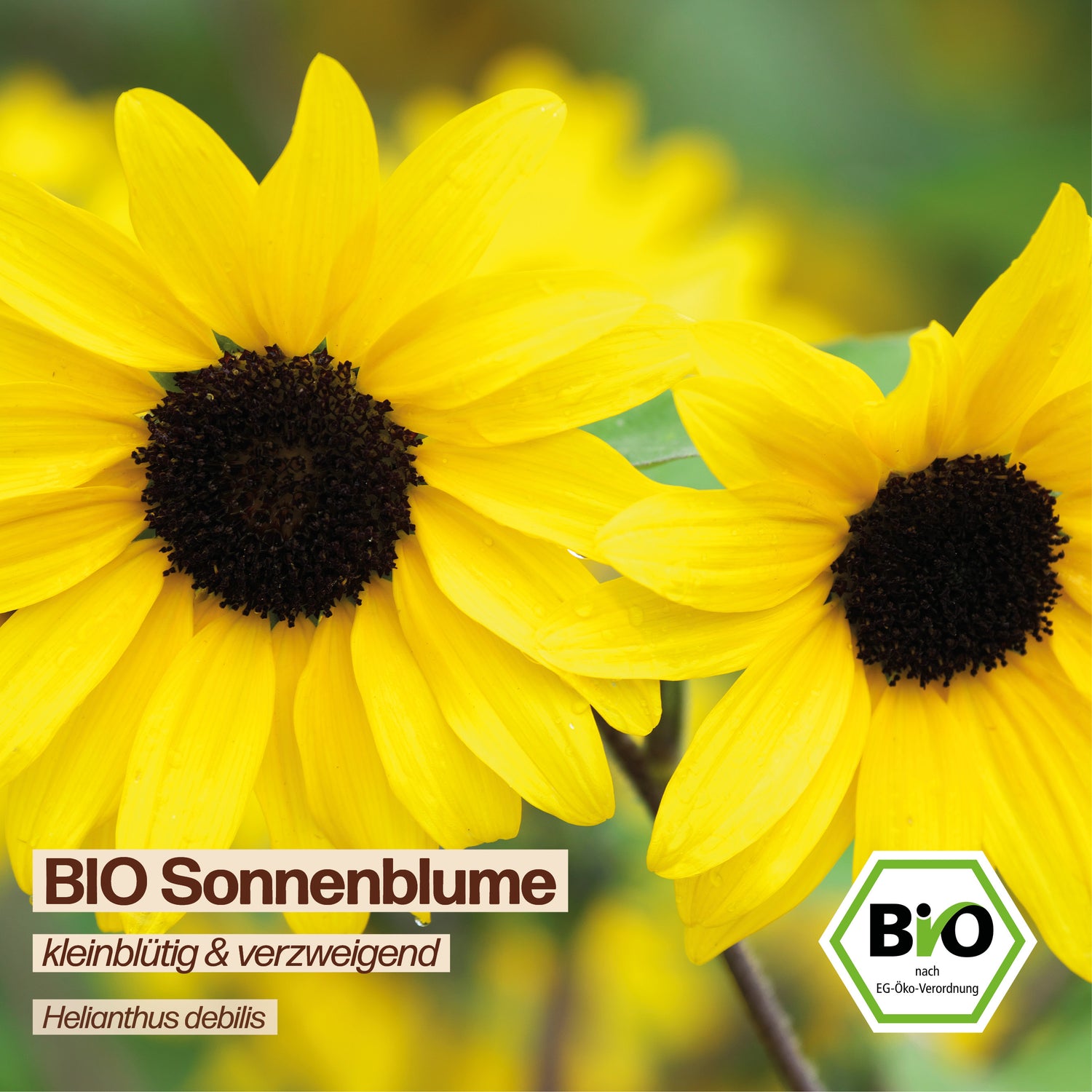 BIO Sonnenblume "kleinblütig &amp; verzweigend"