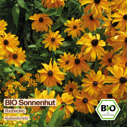 BIO Sonnenhut "Rudbeckia"