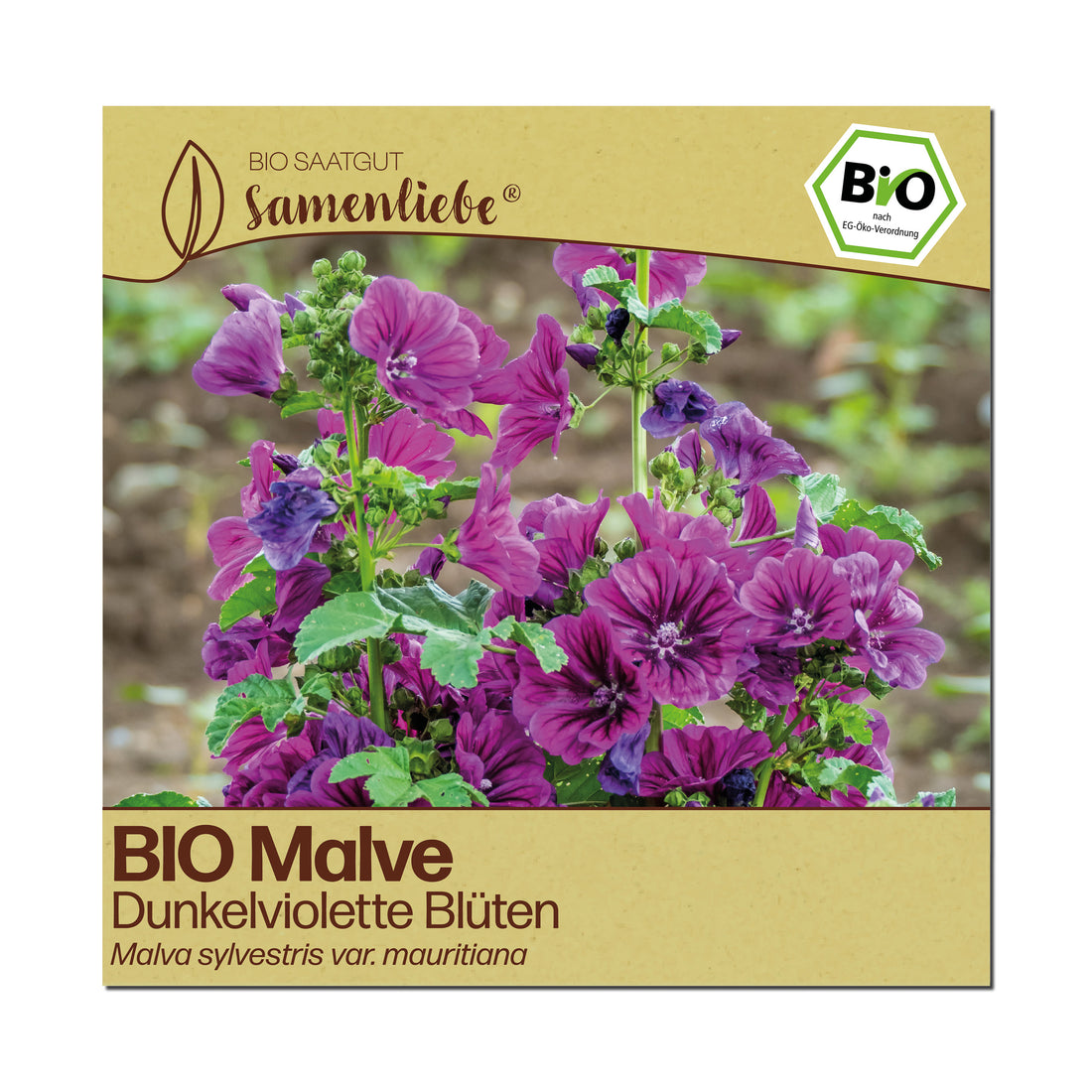 BIO Malve "Heilpflanze"