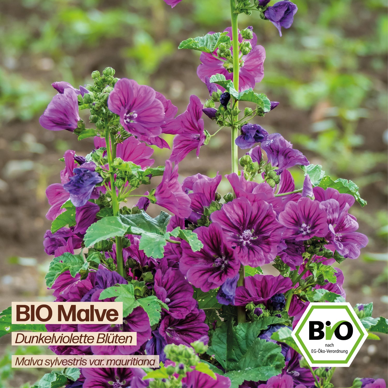 BIO Malve "Heilpflanze"