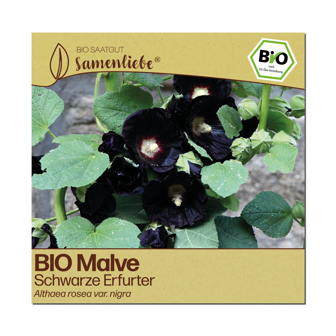 BIO Malve "Schwarze Erfurter"