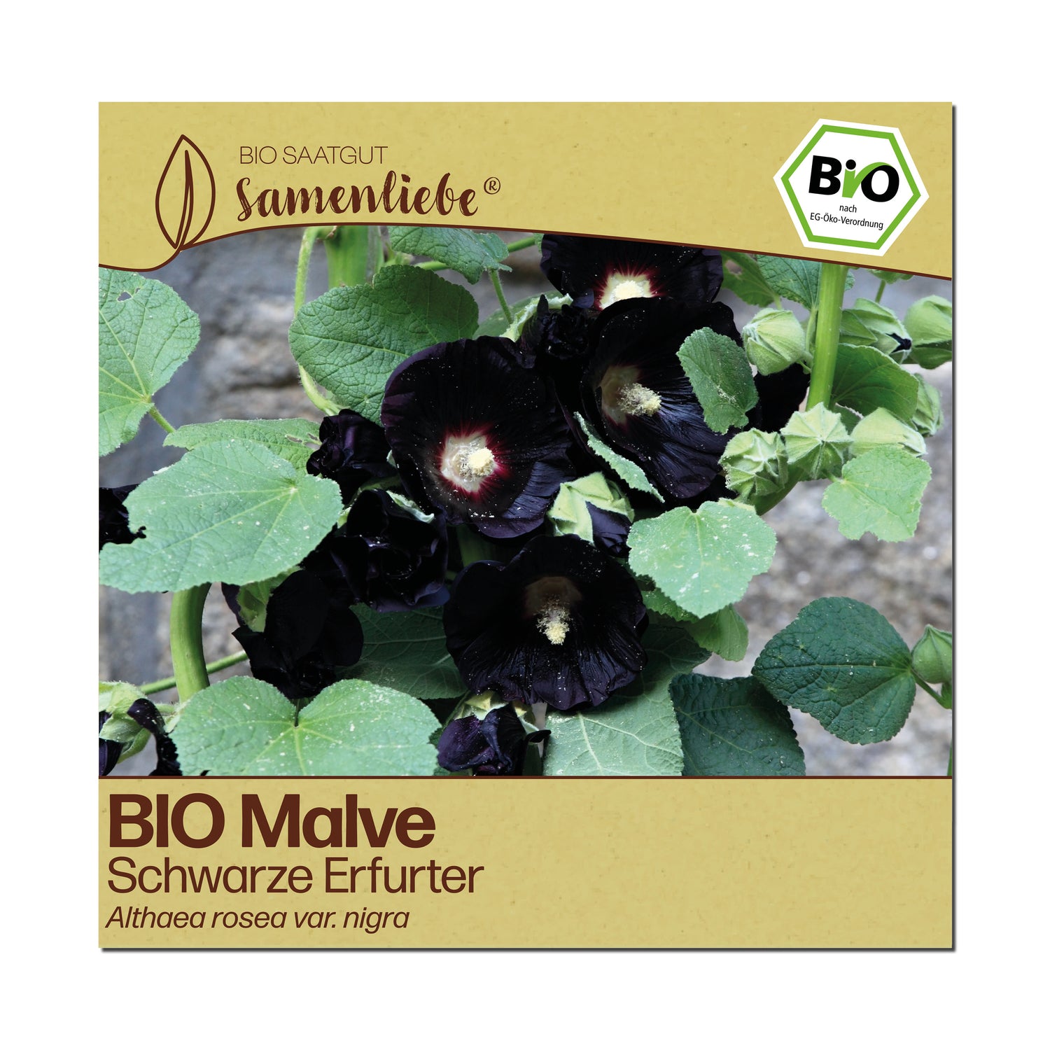 BIO Malve "Schwarze Erfurter"