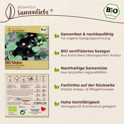 BIO Malve "Schwarze Erfurter"