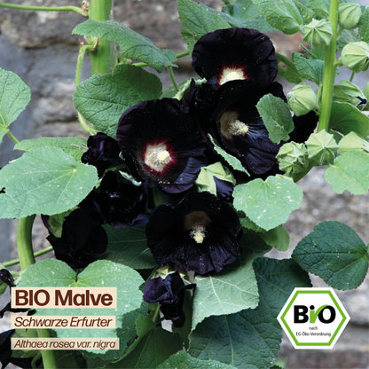 BIO Malve "Schwarze Erfurter"
