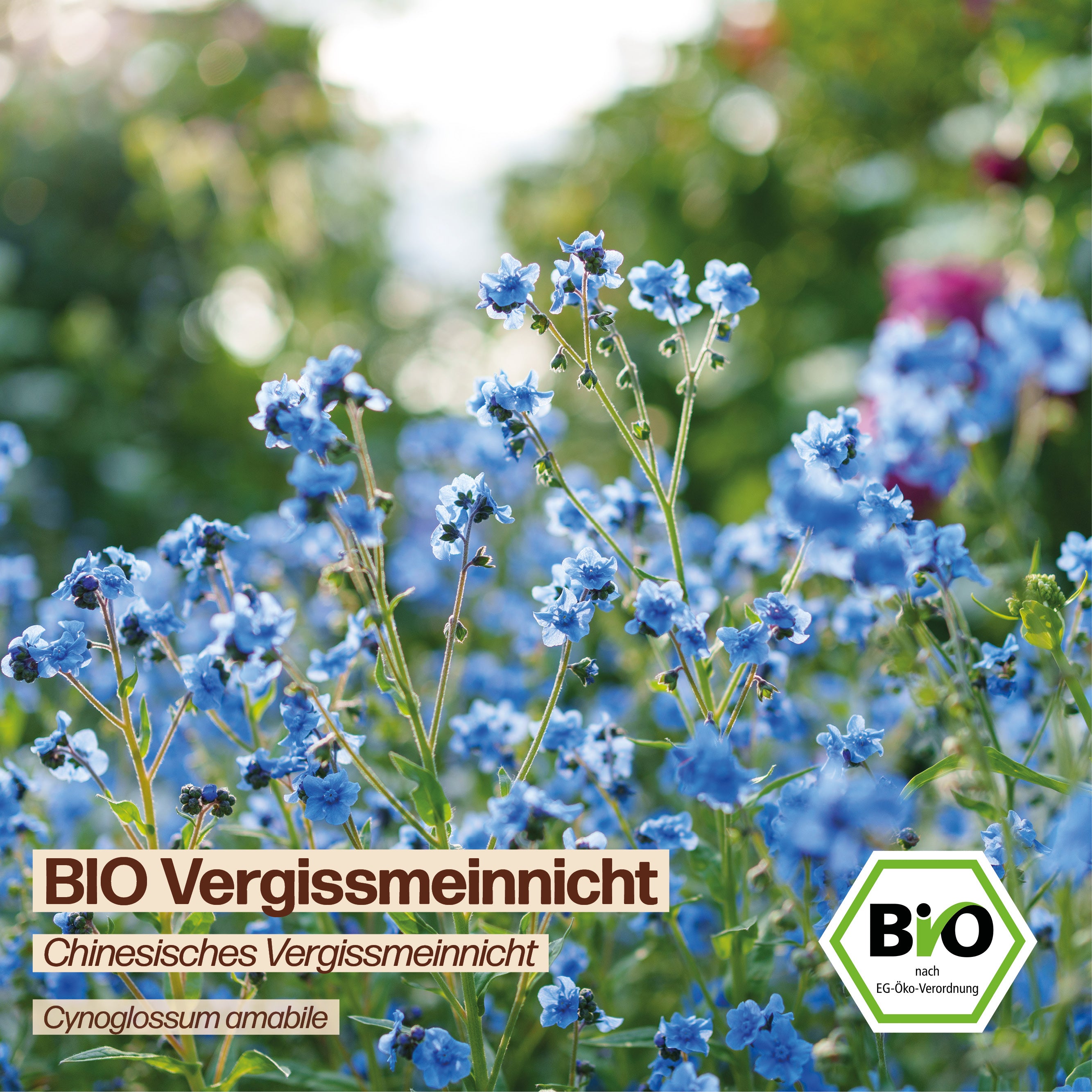 BIO Vergissmeinnicht "Chinesisches Vergissmeinnicht"