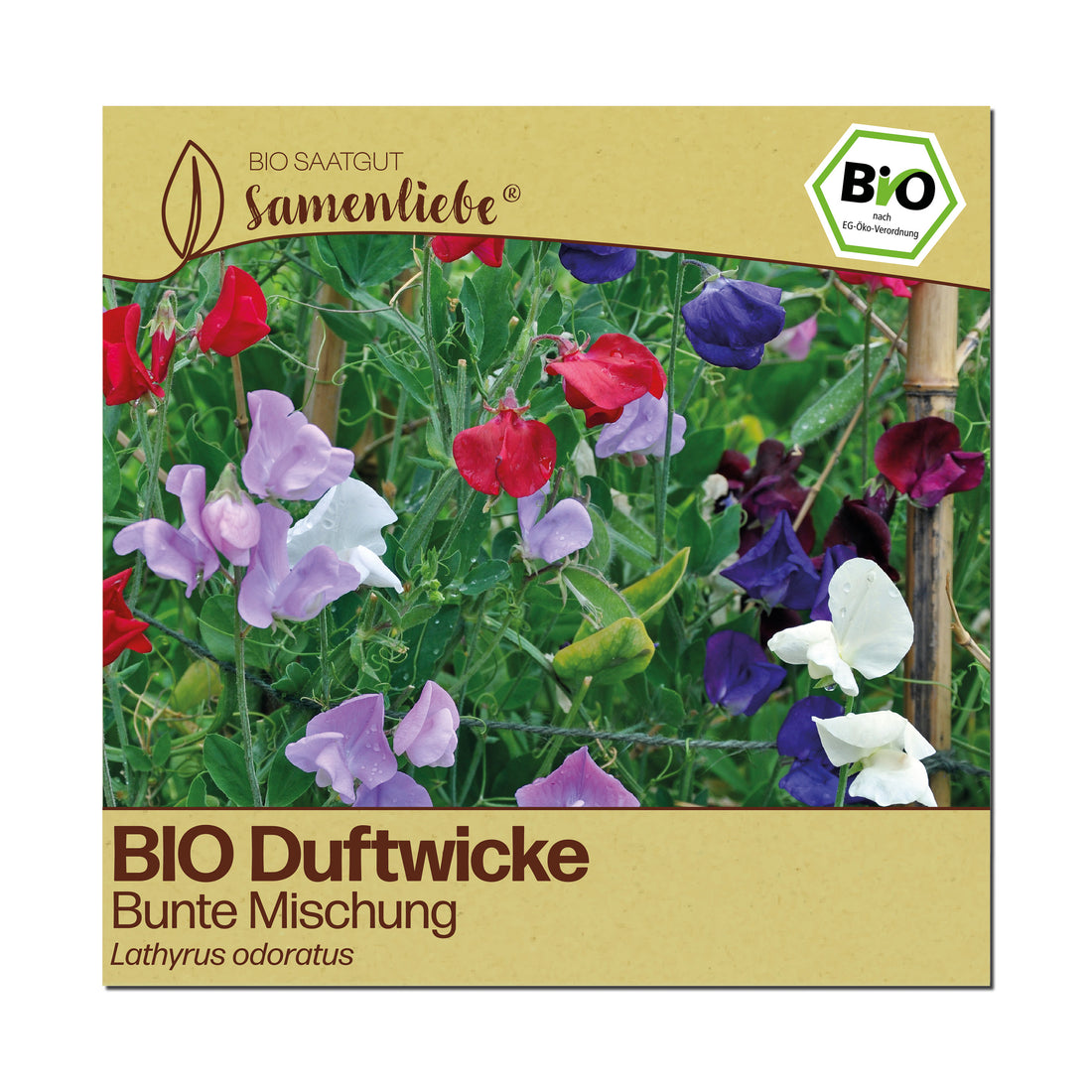 BIO Duftwicke "Bunte Mischung"