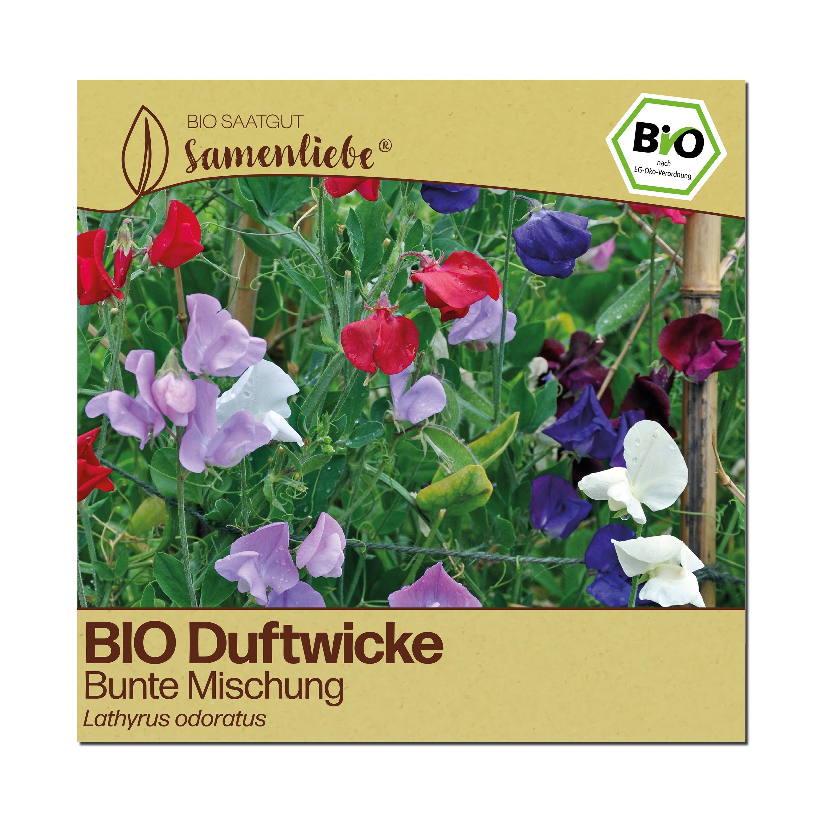 BIO Duftwicke "Bunte Mischung"