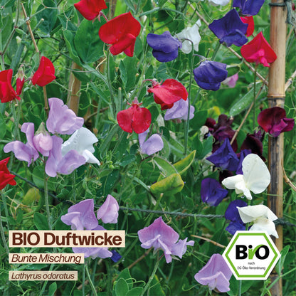 BIO Duftwicke "Bunte Mischung"