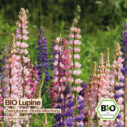 BIO Zwerglupine "Bunte Mischung"