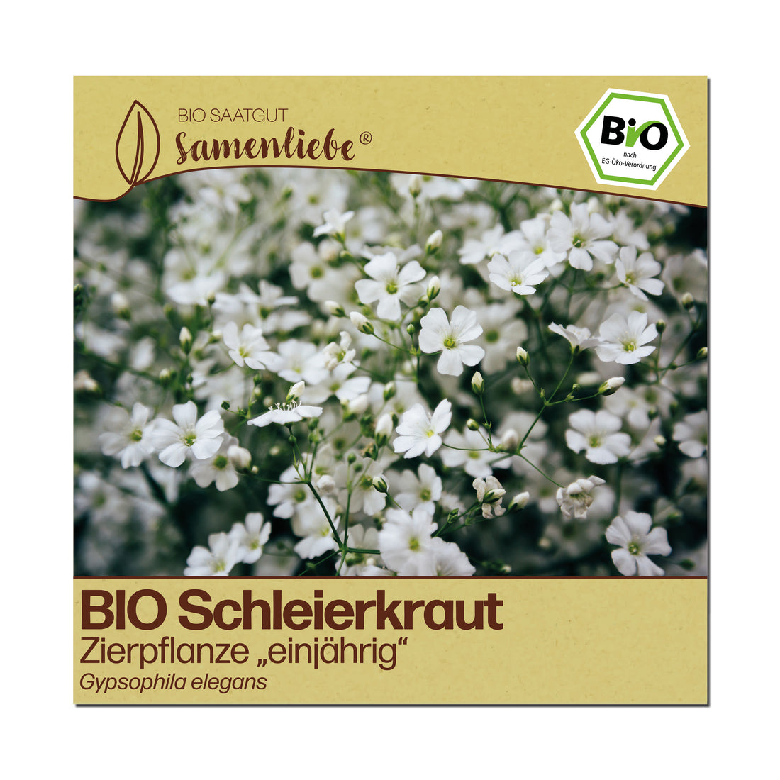 BIO Schleierkraut "Zierpflanze"