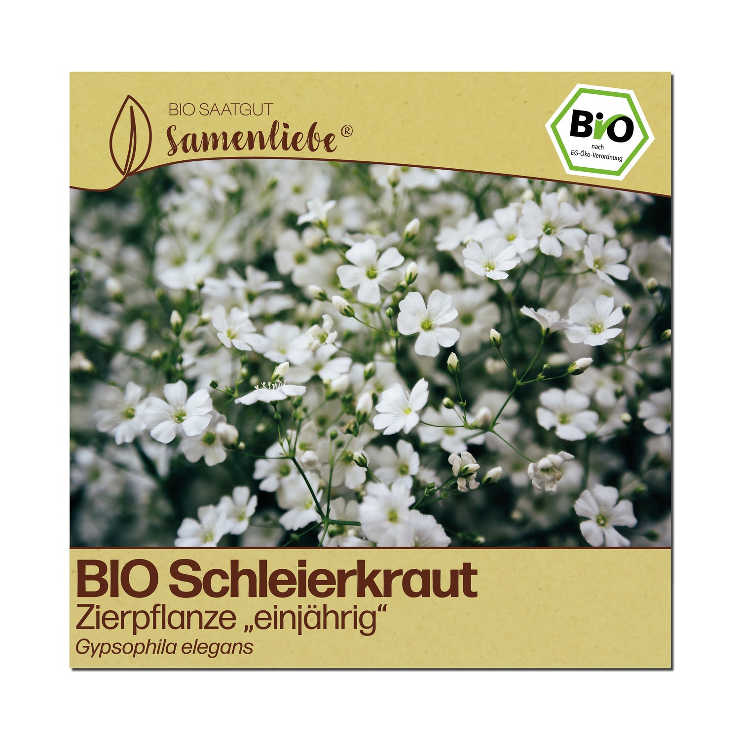BIO Schleierkraut "Zierpflanze"