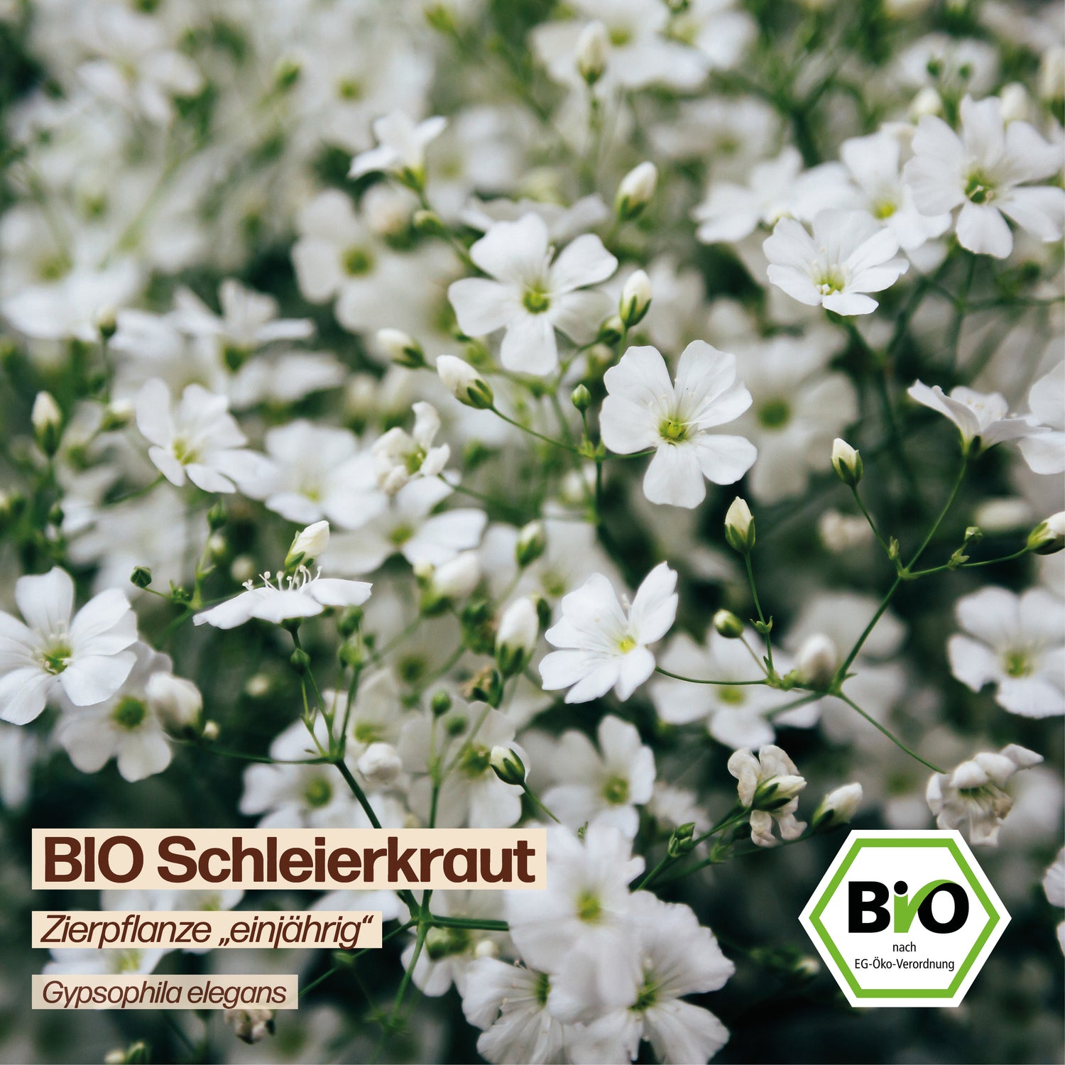 BIO Schleierkraut "Zierpflanze"