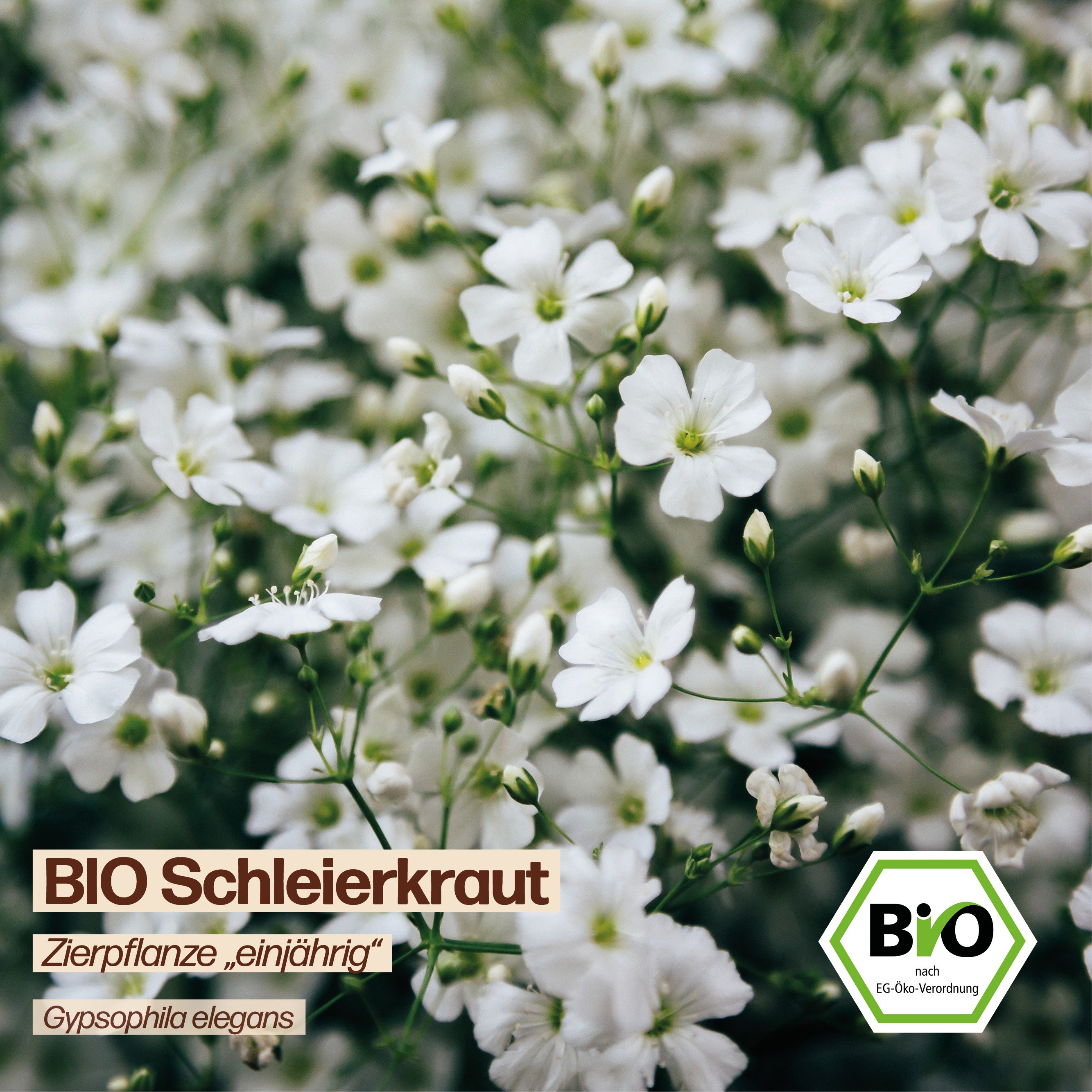 BIO Schleierkraut "Zierpflanze"