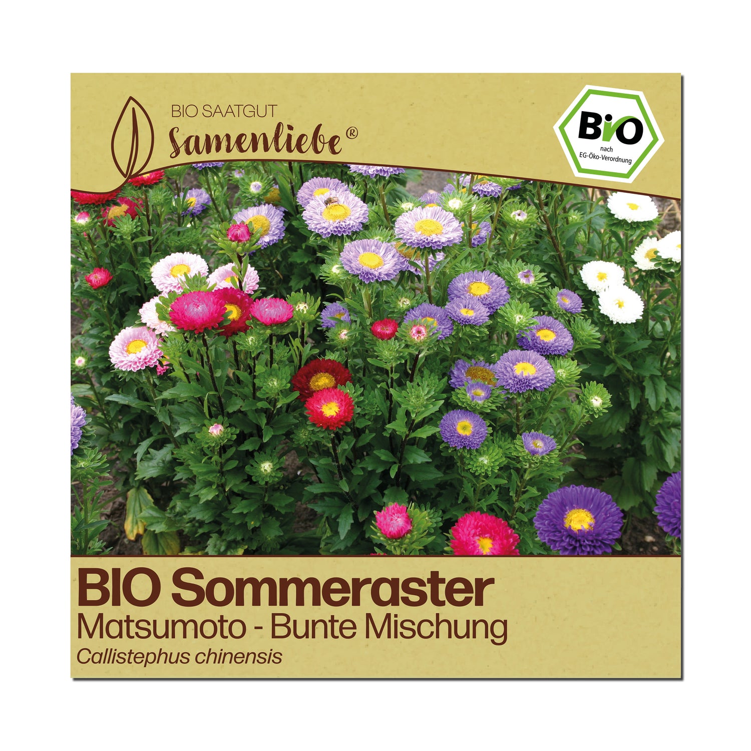 BIO Aster "Matsumoto"