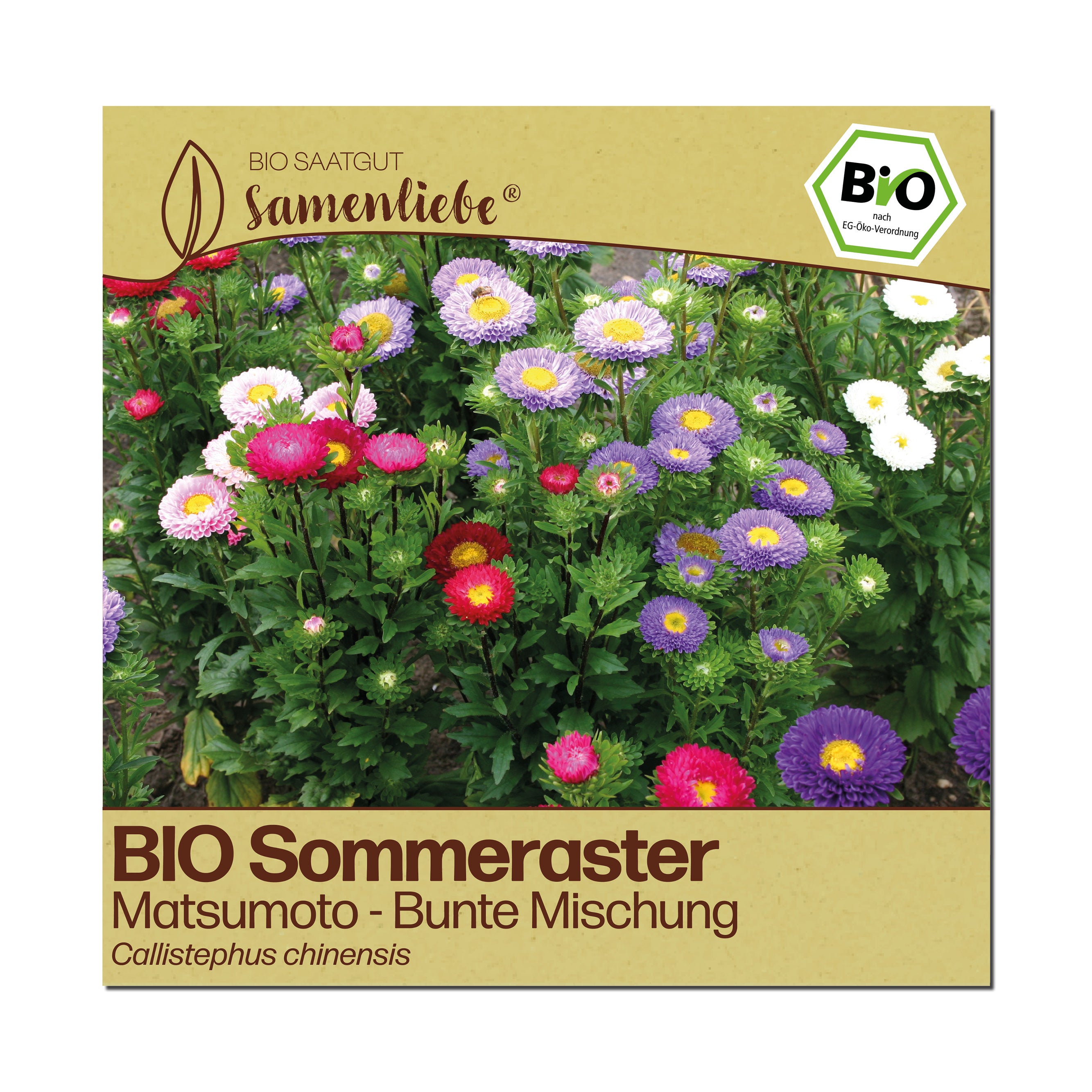 BIO Aster "Matsumoto"