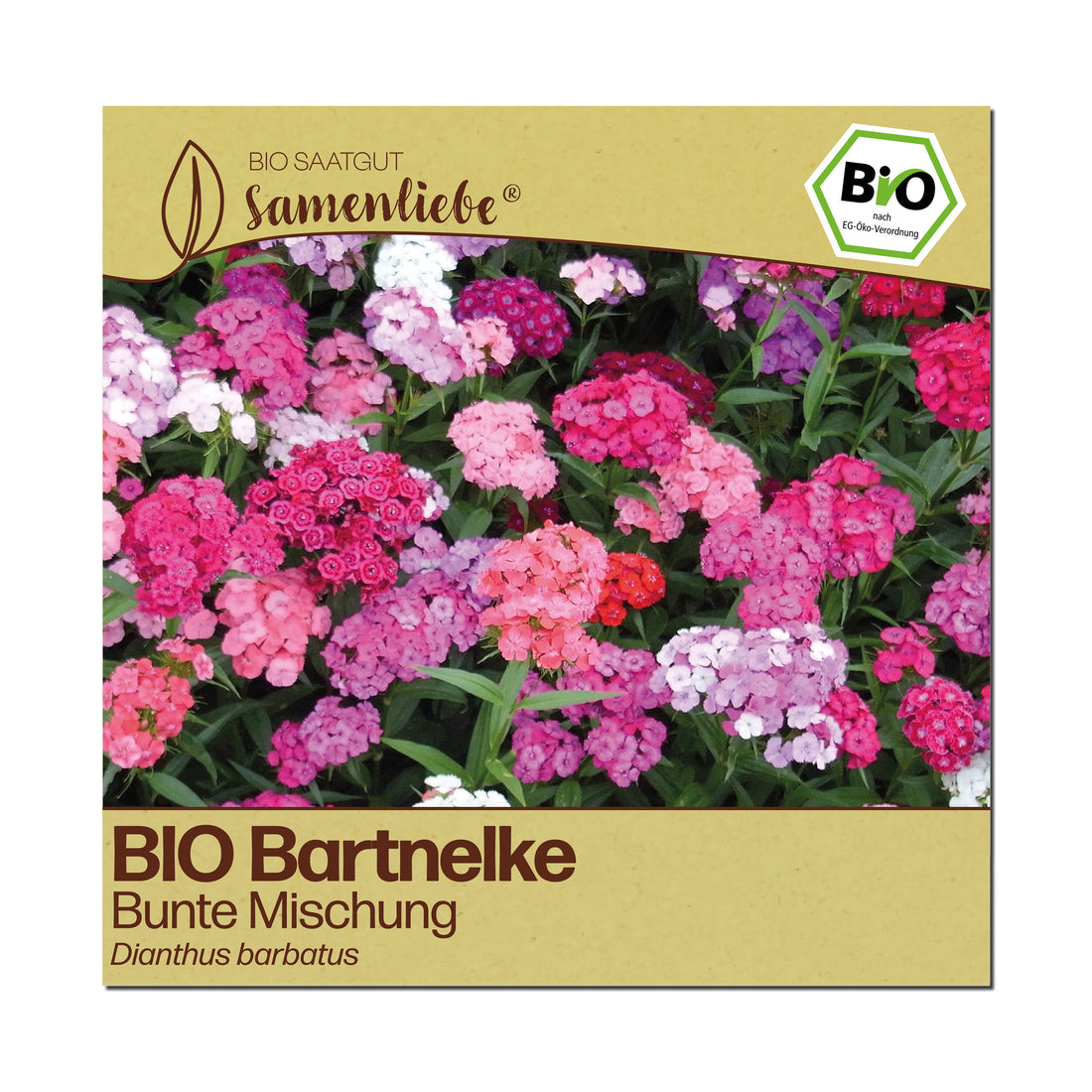 BIO Bartnelke "Schnittblume"