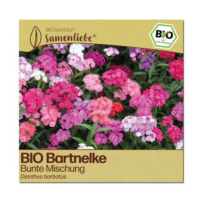BIO Bartnelke "Schnittblume"