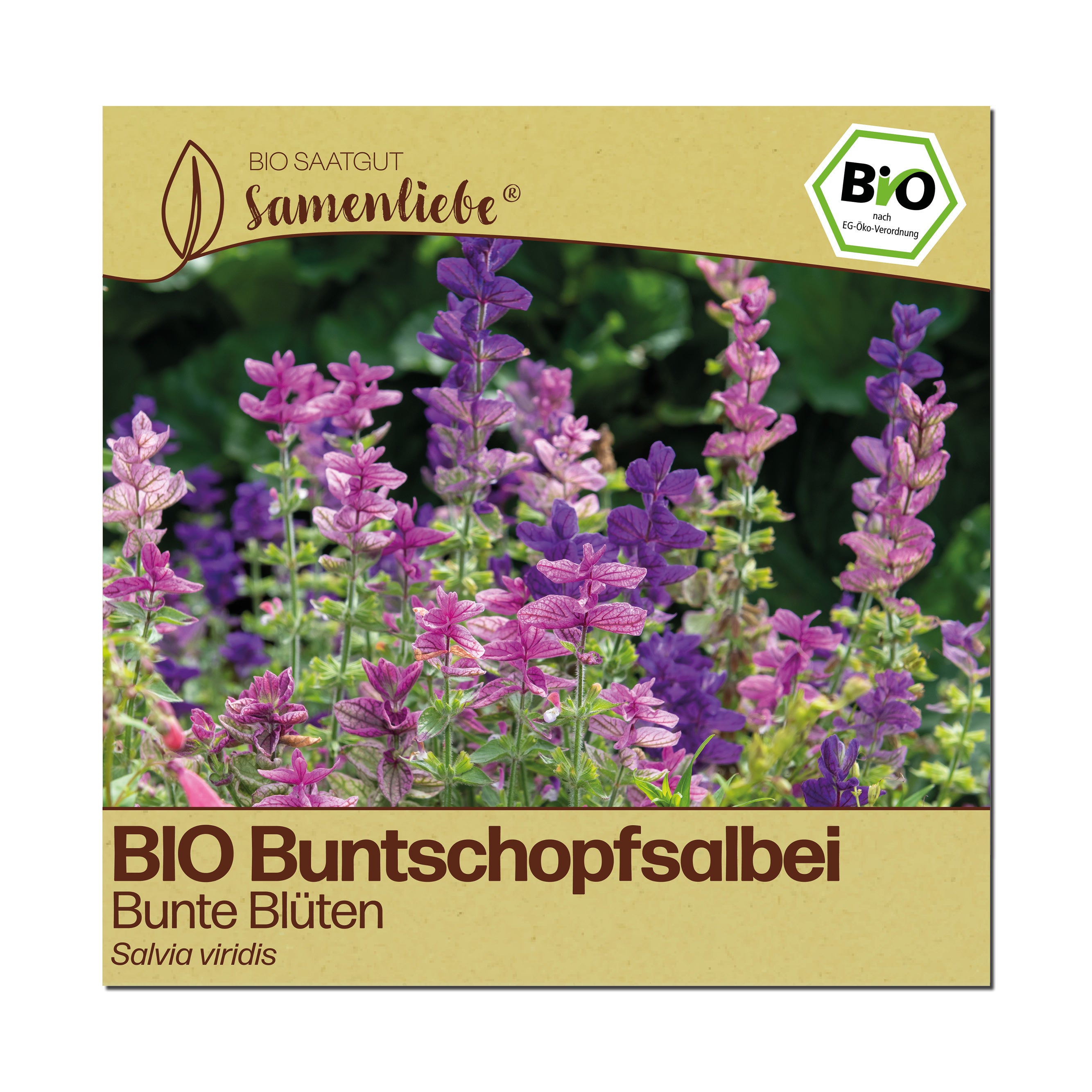 BIO Buntschopfsalbei "Zierpflanze"