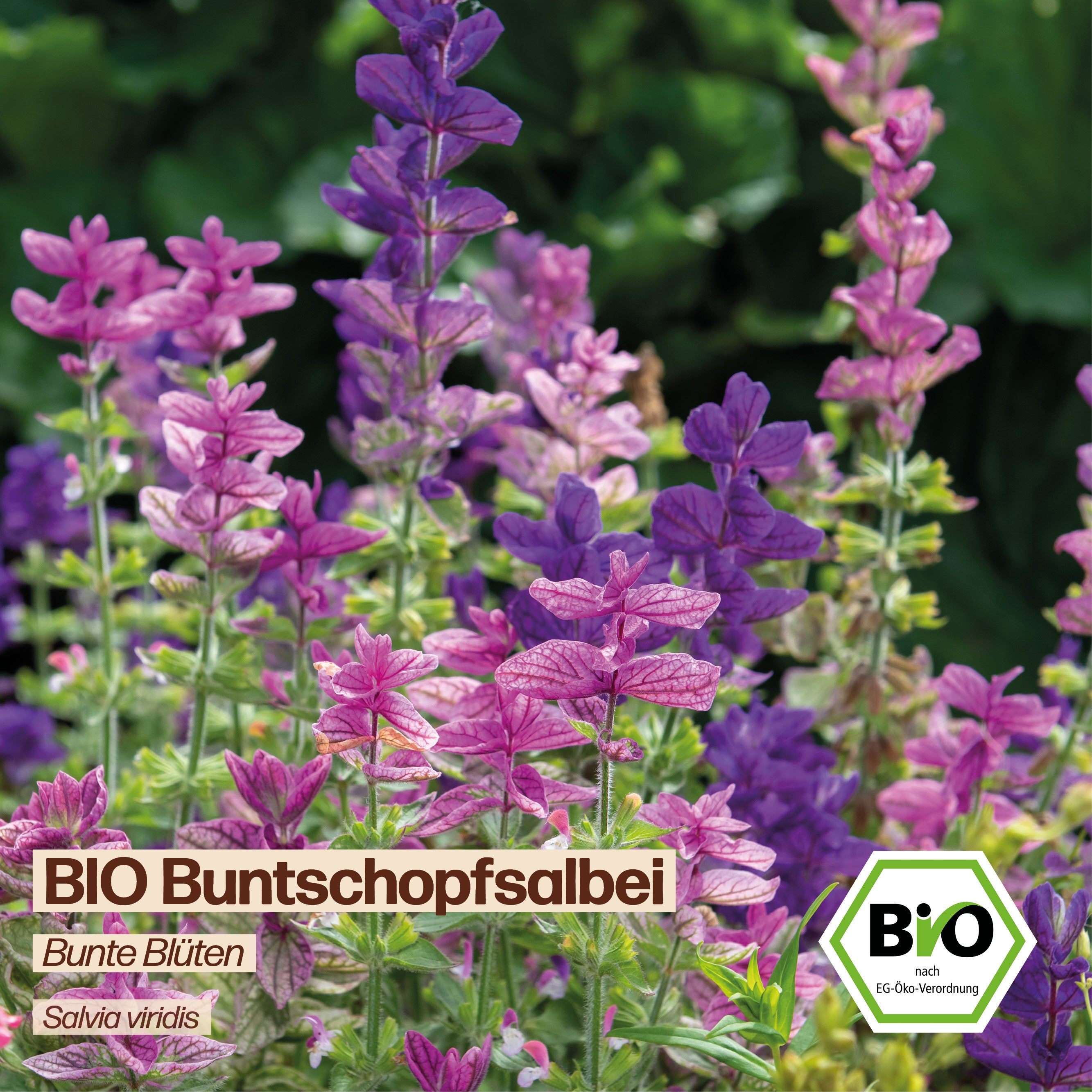 BIO Buntschopfsalbei "Zierpflanze"