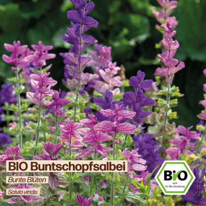 BIO Buntschopfsalbei "Zierpflanze"