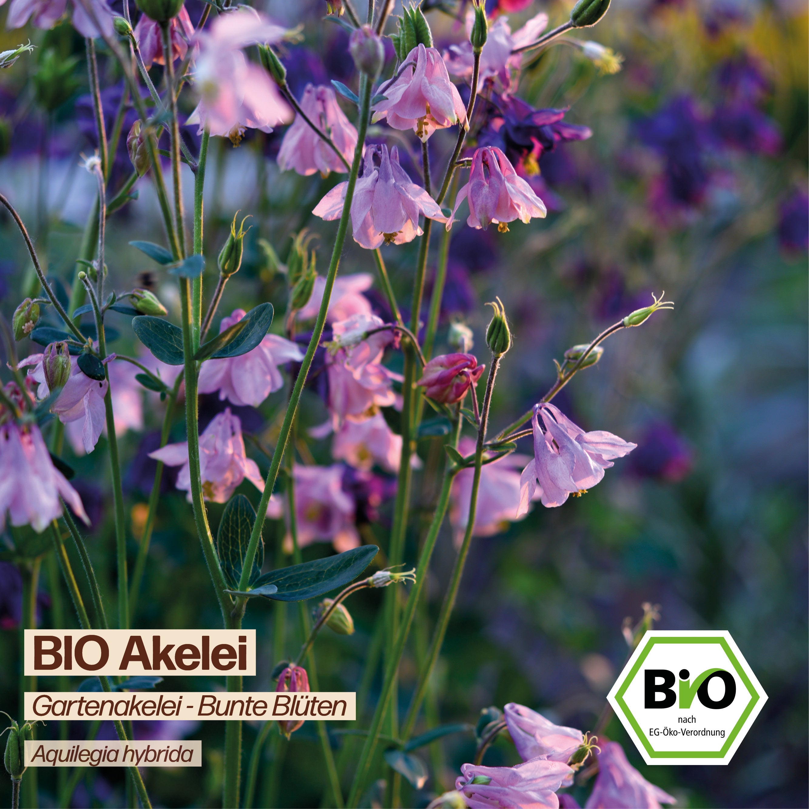 BIO Akelei "Gartenakelei - Bunte Blüten"