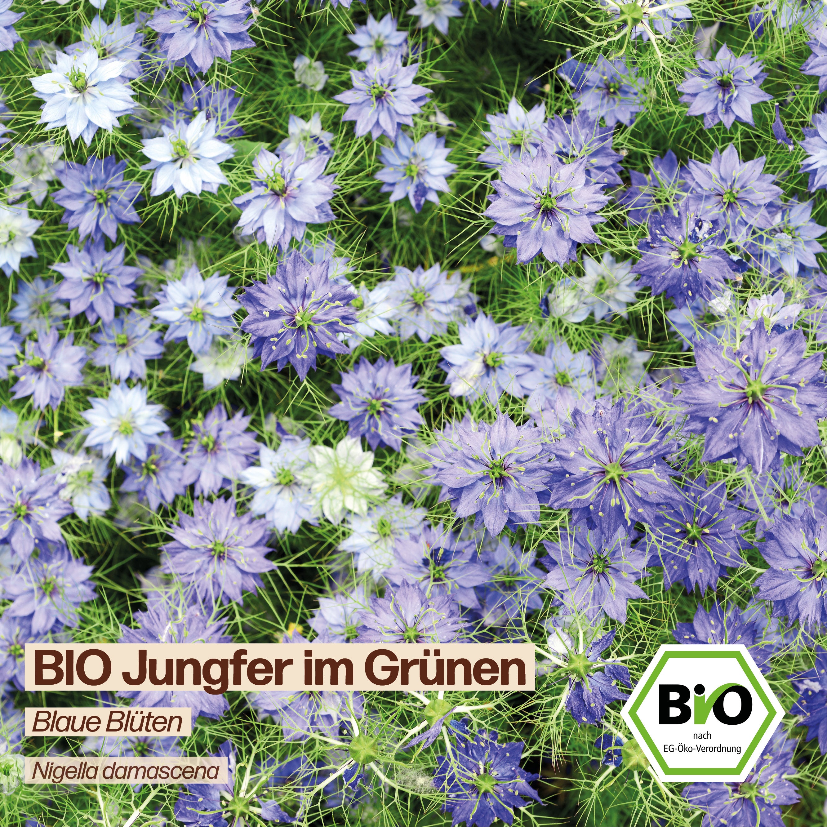 BIO Jungfer im Grünen "Blaue Blüten"