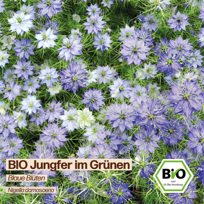 BIO Jungfer im Grünen "Blaue Blüten"