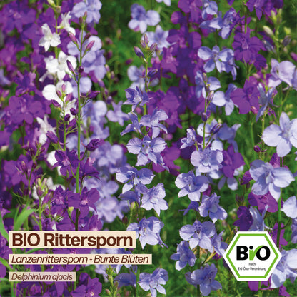 BIO Rittersporn "Lanzenrittersporn"