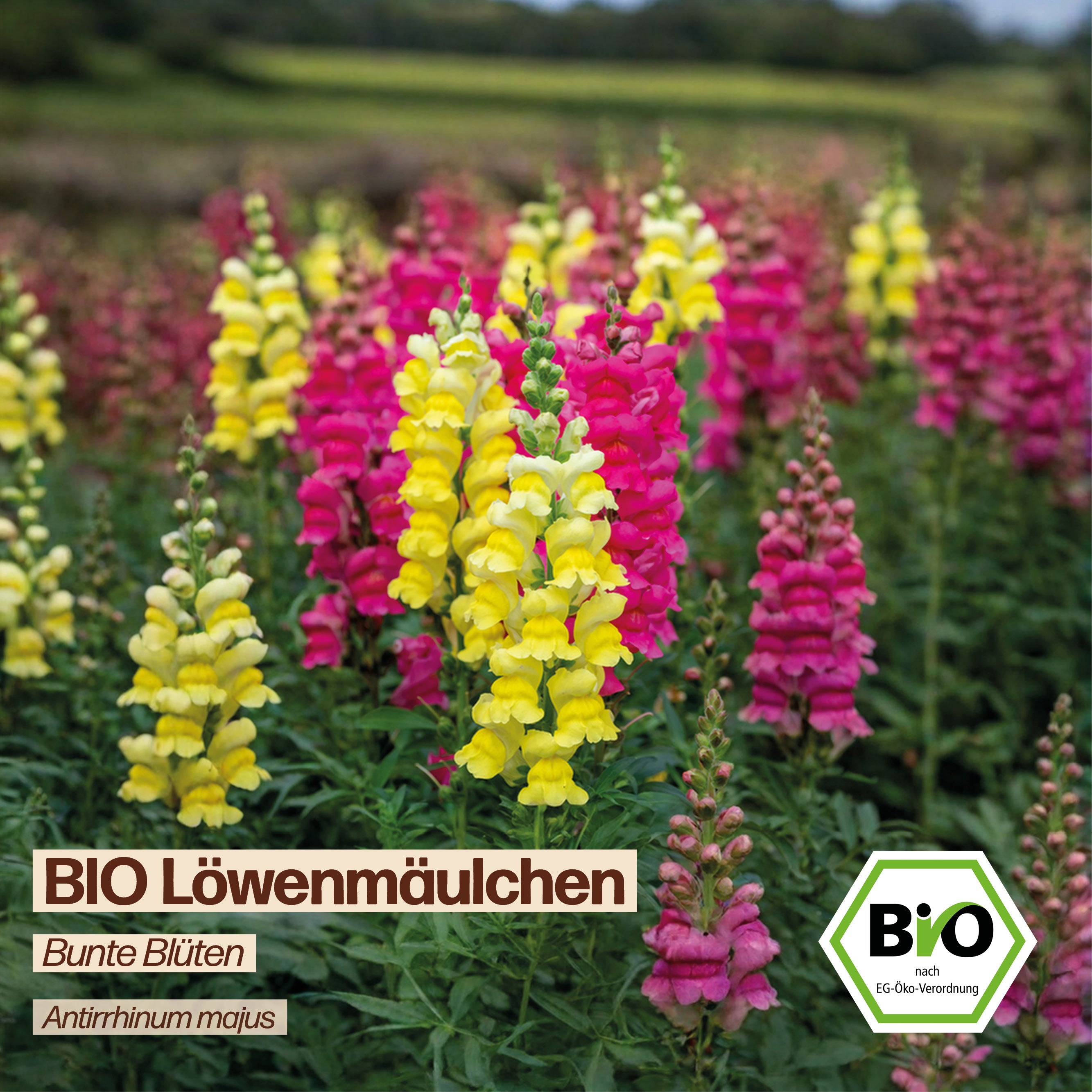 BIO Löwenmäulchen "Bunte Blüten"